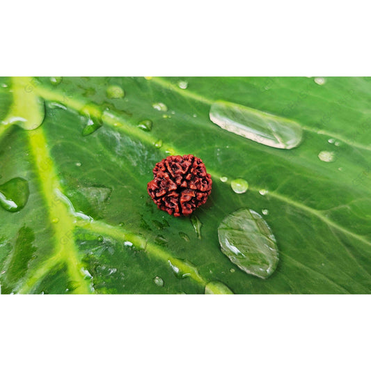 Natural 5 Mukhi Rudraksha