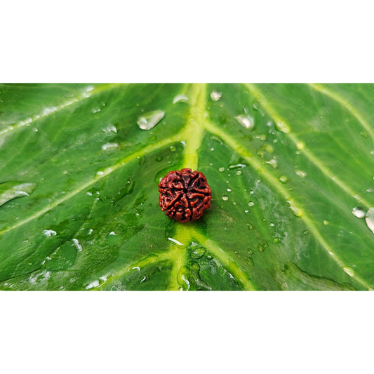 Natural 6 Mukhi Rudraksha
