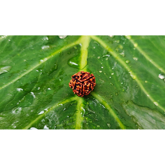 Natural 3 Mukhi Rudraksha