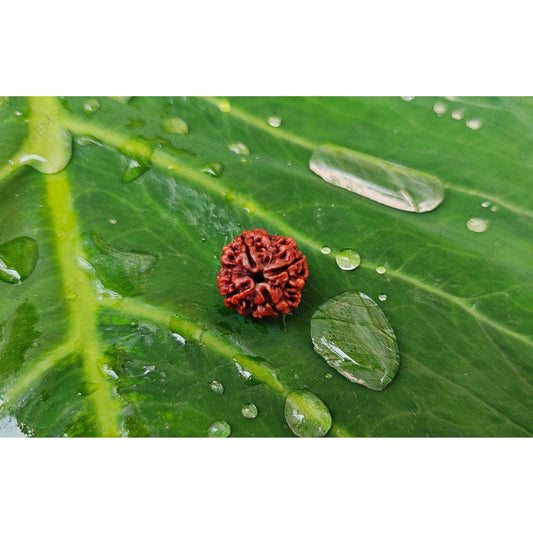 Natural 4 Mukhi Rudraksha