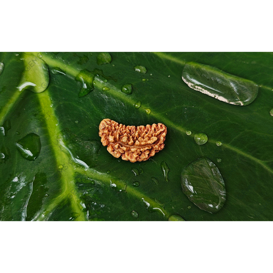 Natural 1 Mukhi Rudraksha (Indian)