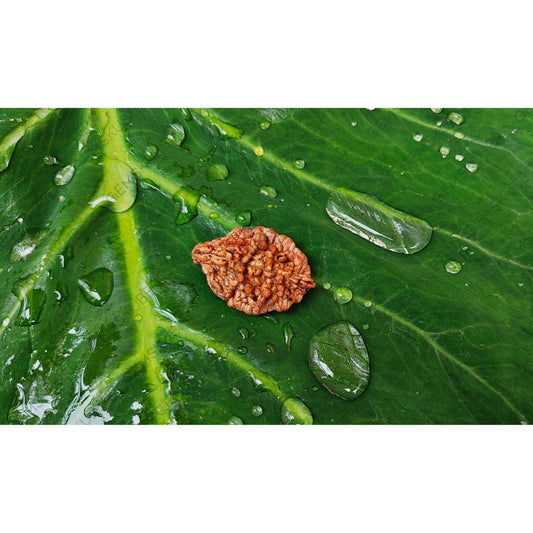 Natural 2 Mukhi Rudraksha (Indian)