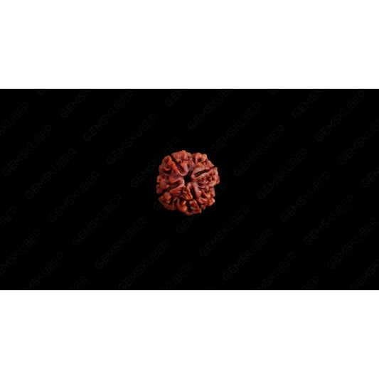 Natural 4 Mukhi Rudraksha