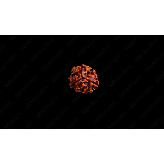 Natural 3 Mukhi Rudraksha