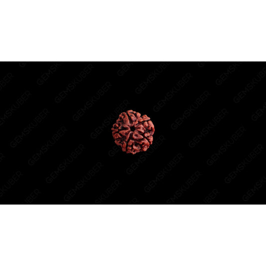 Natural 5 Mukhi Rudraksha